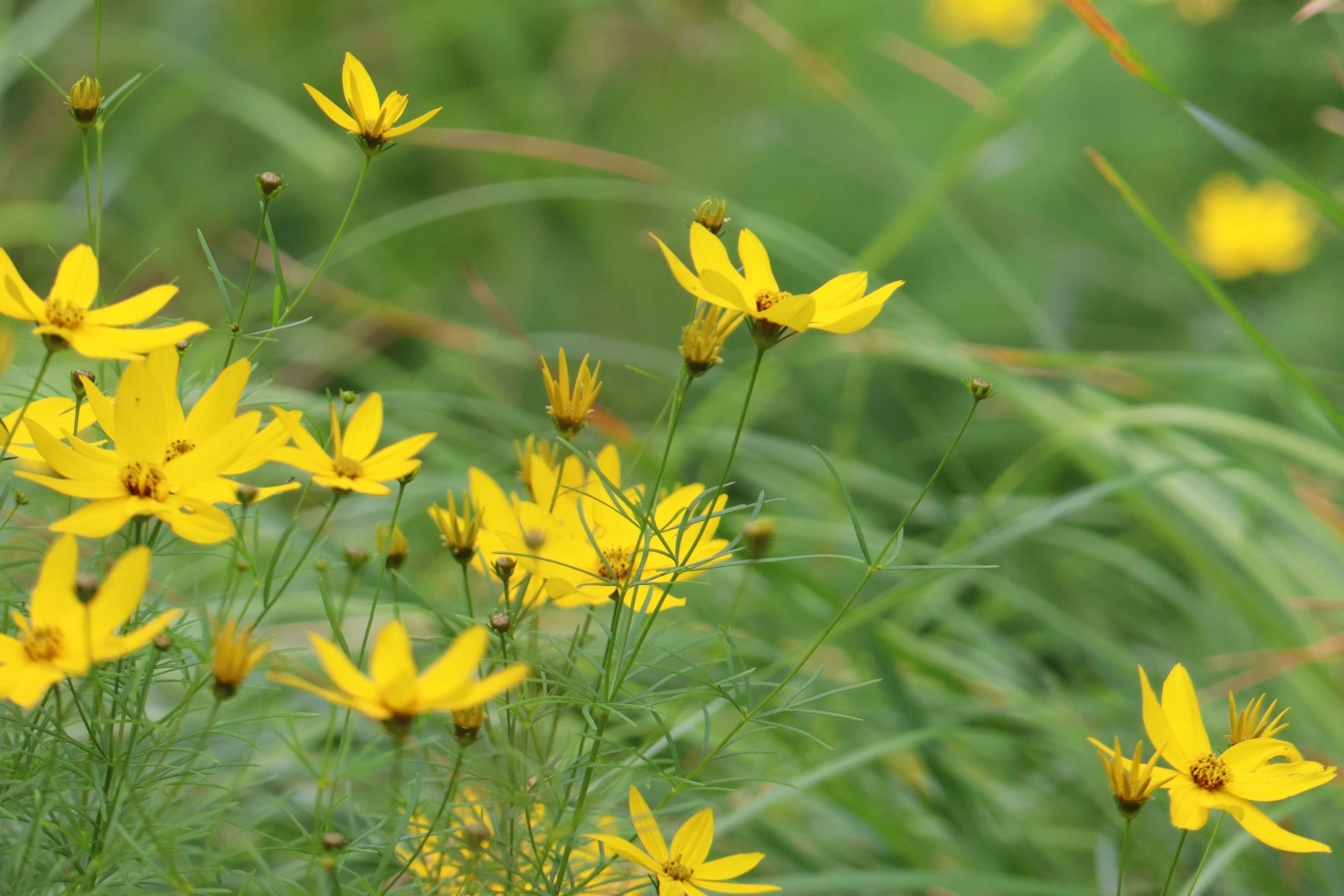 Öresundbrücke im Morgenlicht